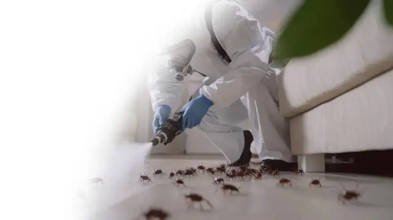 Southern Express technician spraying a cockroach infestation in a Dubai home