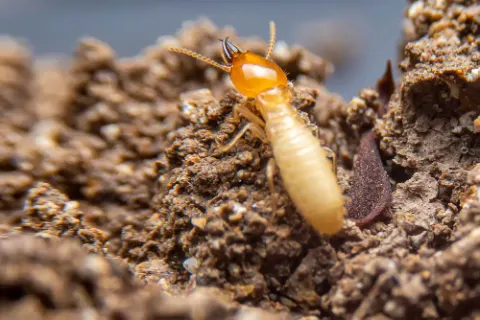 Termite pest control in dubai