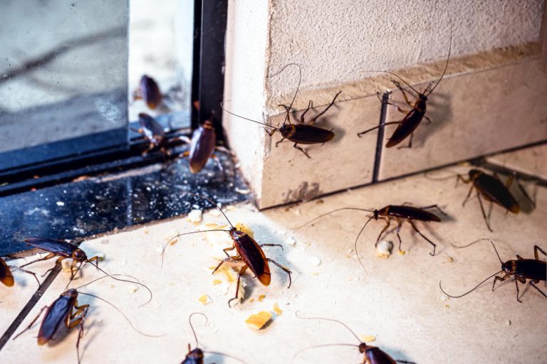 Cockroach and ant control in Dubai