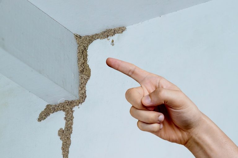 Termite inspection and control in Dubai