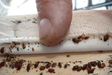 Bug Pest Control