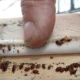 Bug Pest Control