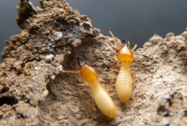 Termite Treatment in Dubai