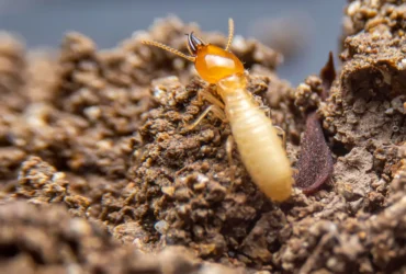 Termite pest control in dubai