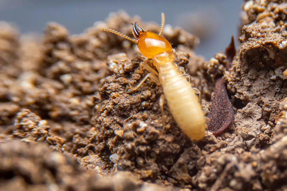Termite pest control in dubai