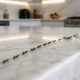 Ants on a kitchen counter: ant control in Dubai